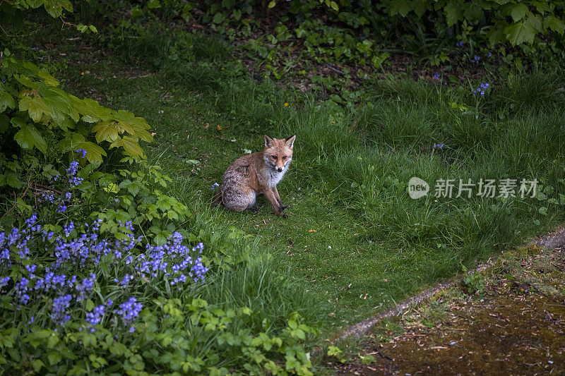 一只红狐(Vulpes Vulpes)在潮湿的英国花园